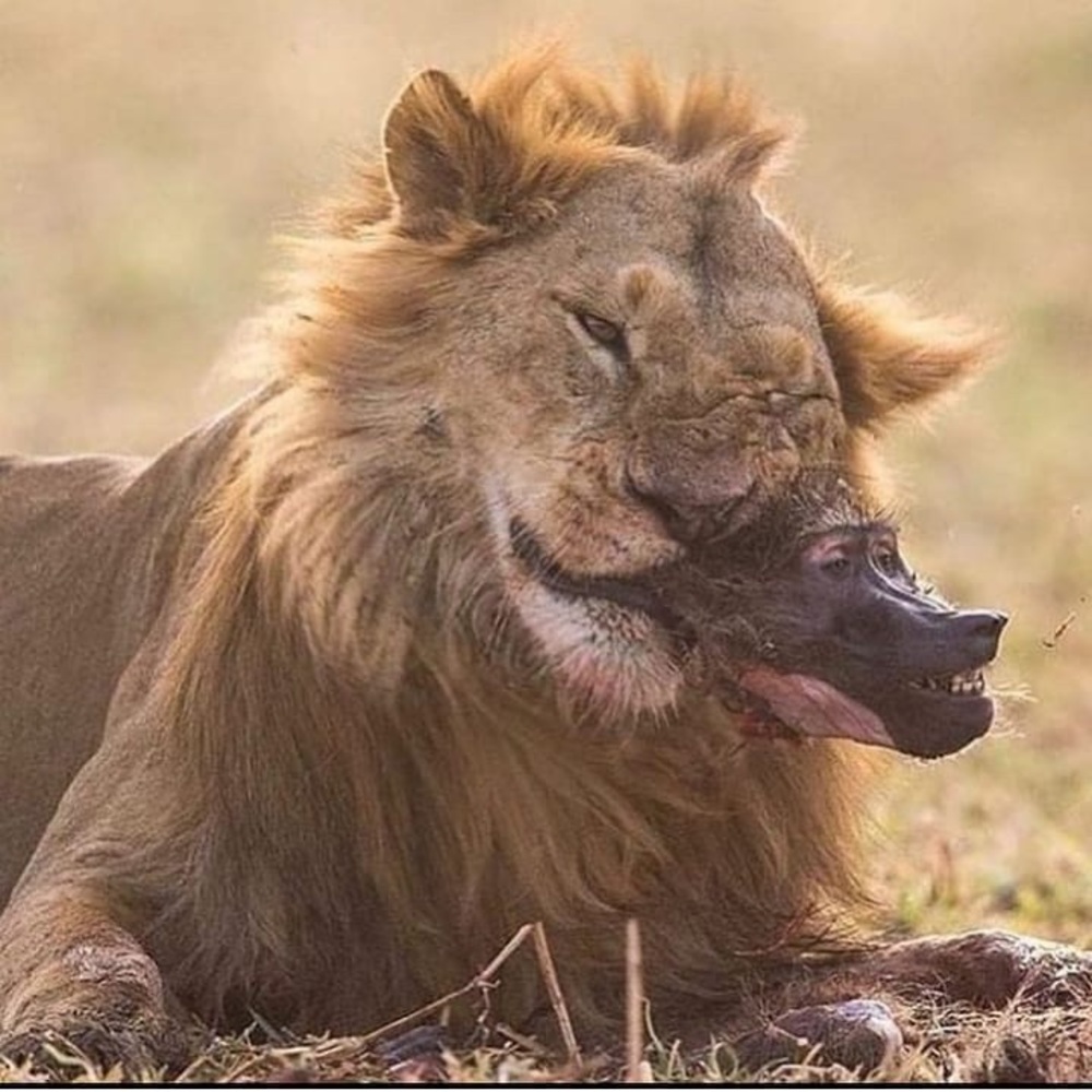 Meet your Posher, Elvin